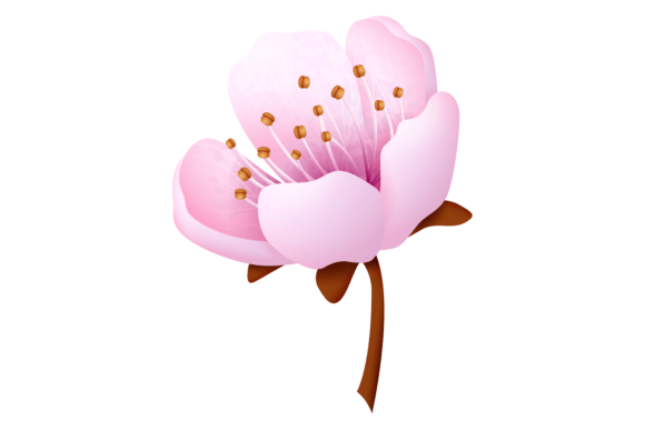 Sakura Blossom: A Pink Flower for Decorative Use